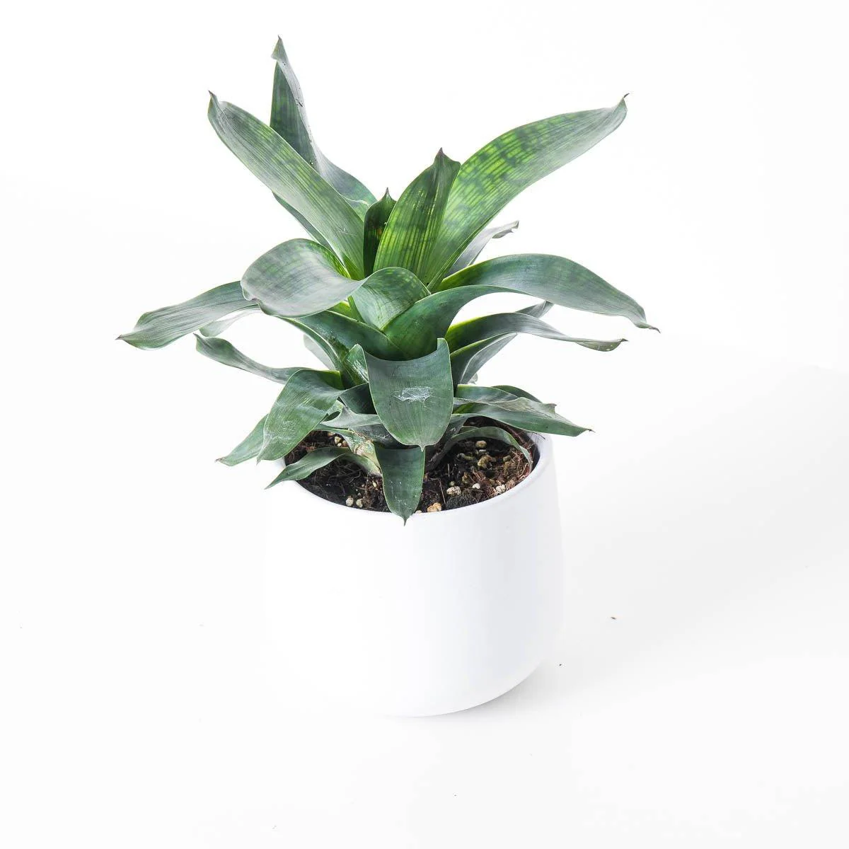 Vriesea gigantea 'Nova'