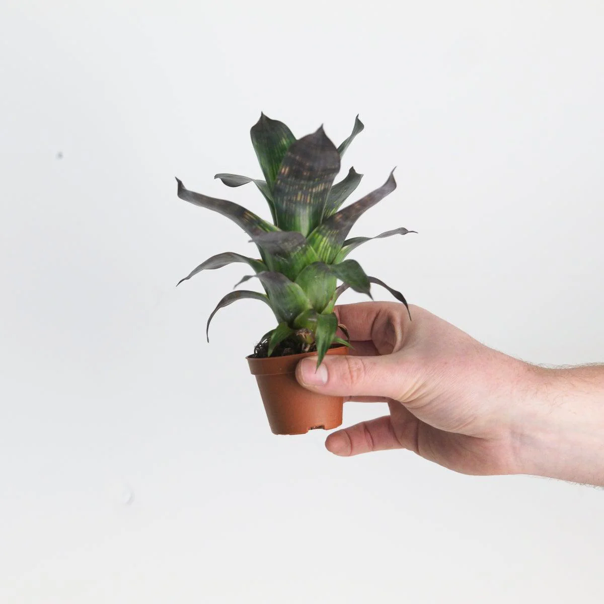 Vriesea gigantea var. seideliana - Image 2