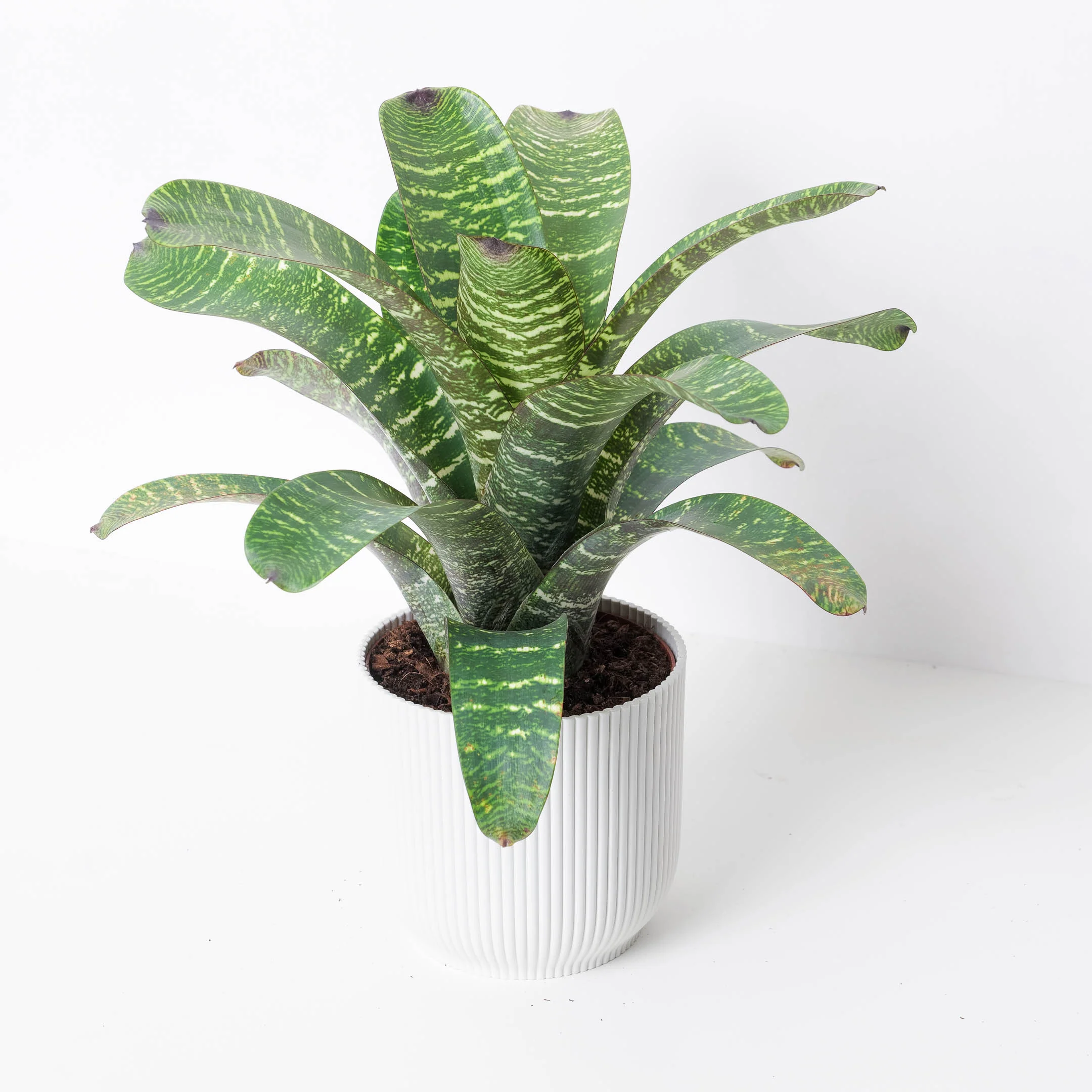 Vriesea Hybrid 'Alba'