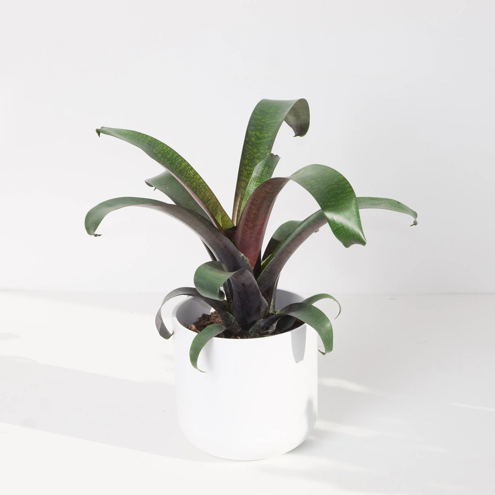 Vriesea Tropical Night