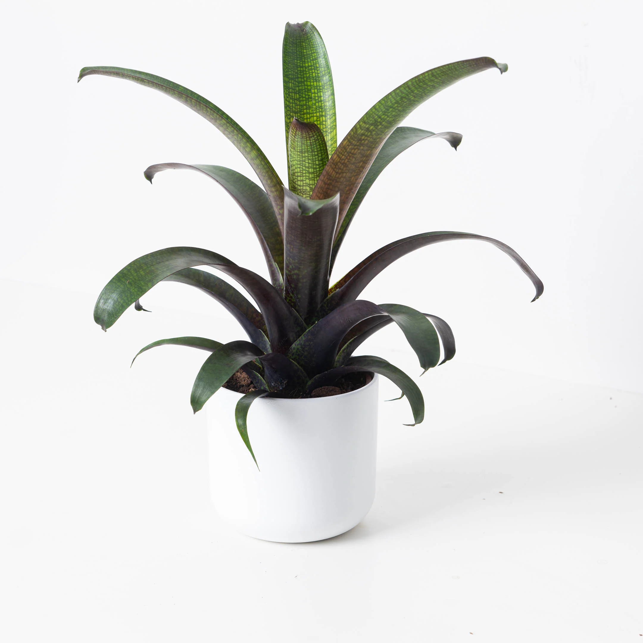 Vriesea Tropical Night - Image 2