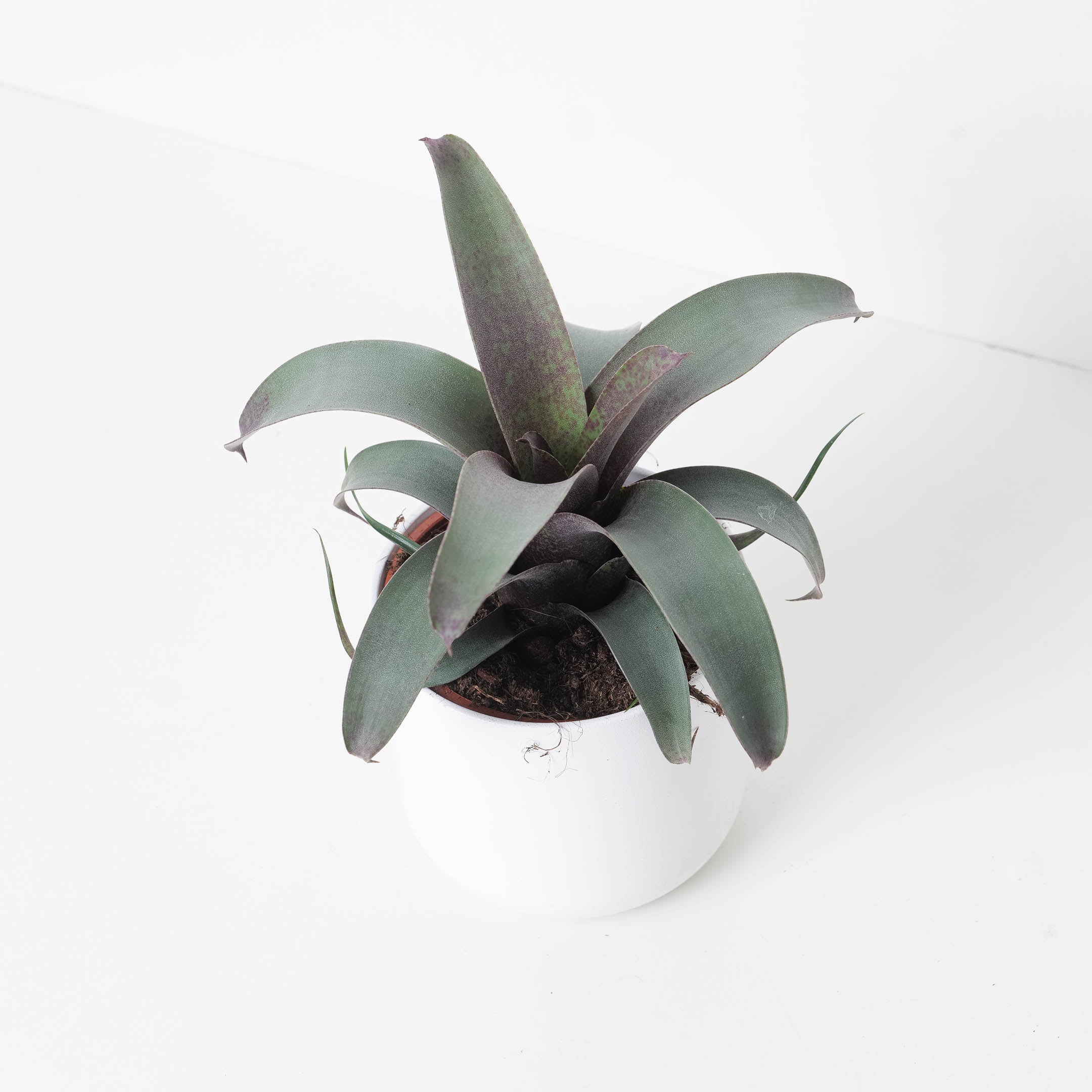 Vriesea Saundersii | House Plant - Image 2
