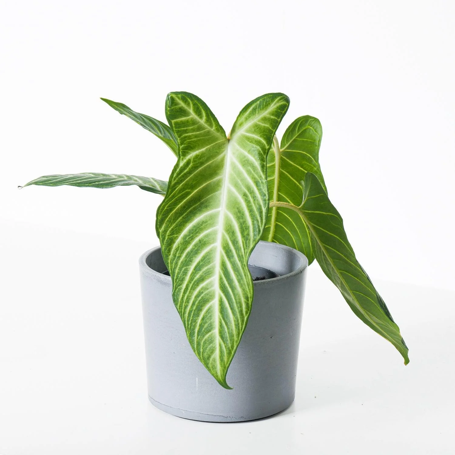 Xanthosoma Lindenii - Image 2