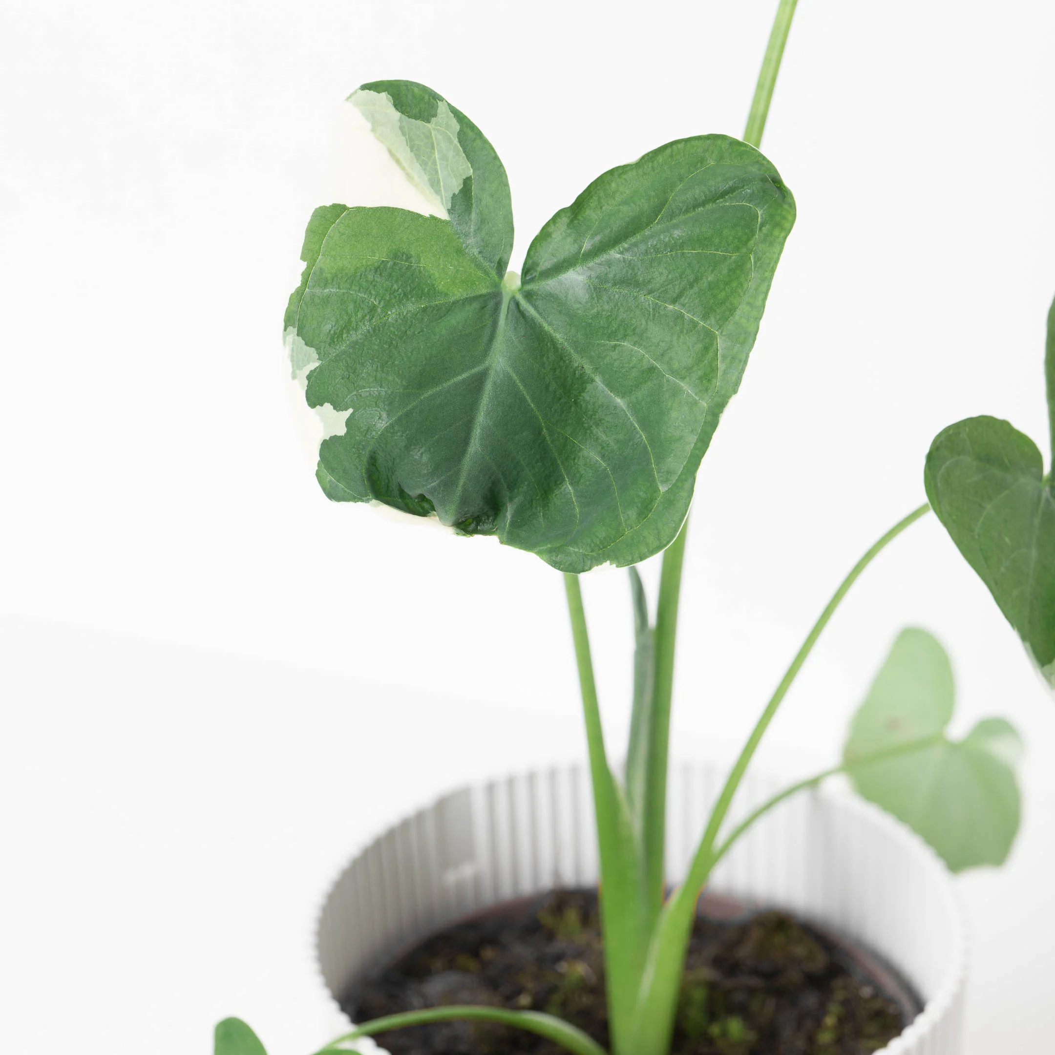 Xanthosoma Mickey Mouse | Alocasia Mickey Mouse