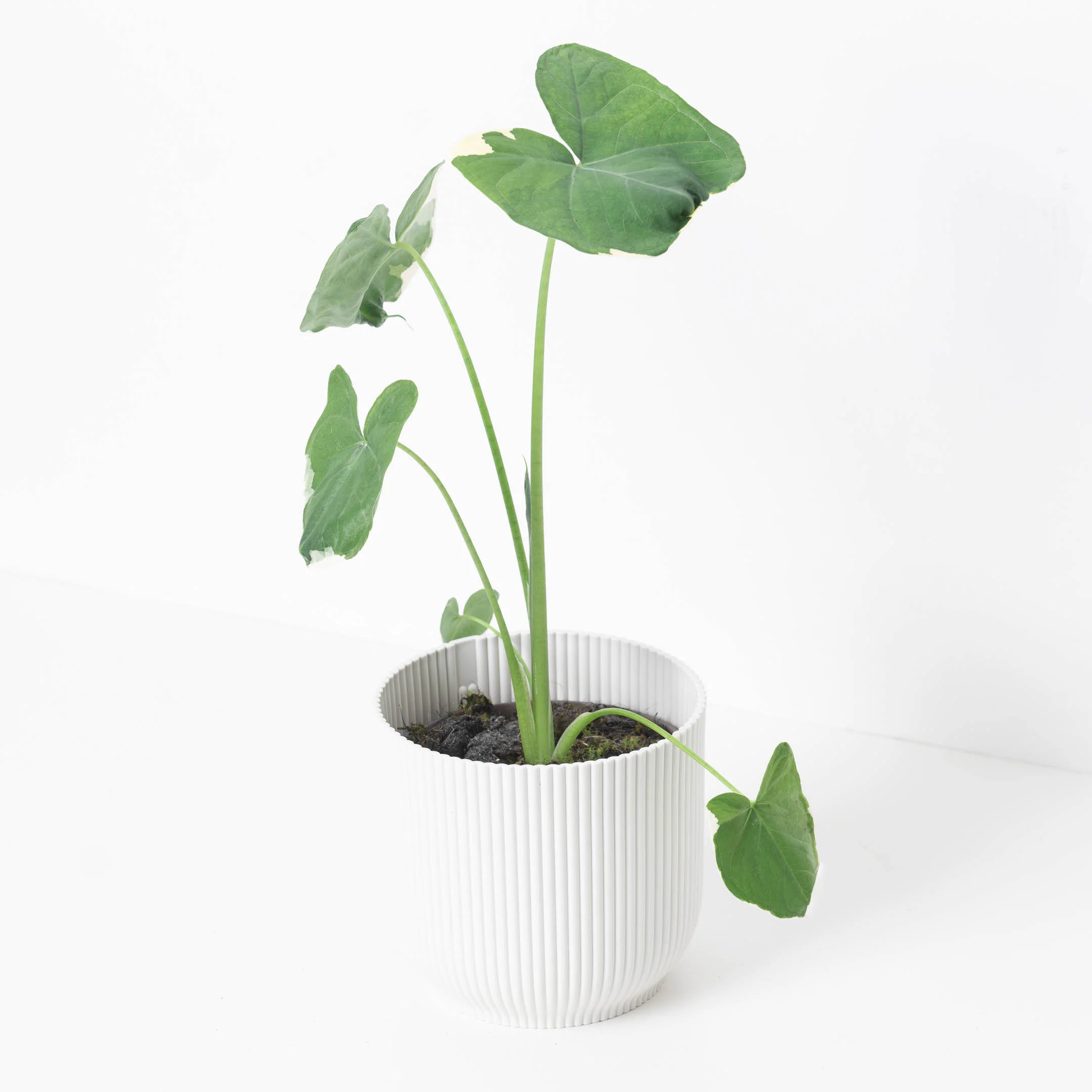 Xanthosoma Mickey Mouse | Alocasia Mickey Mouse - Image 2
