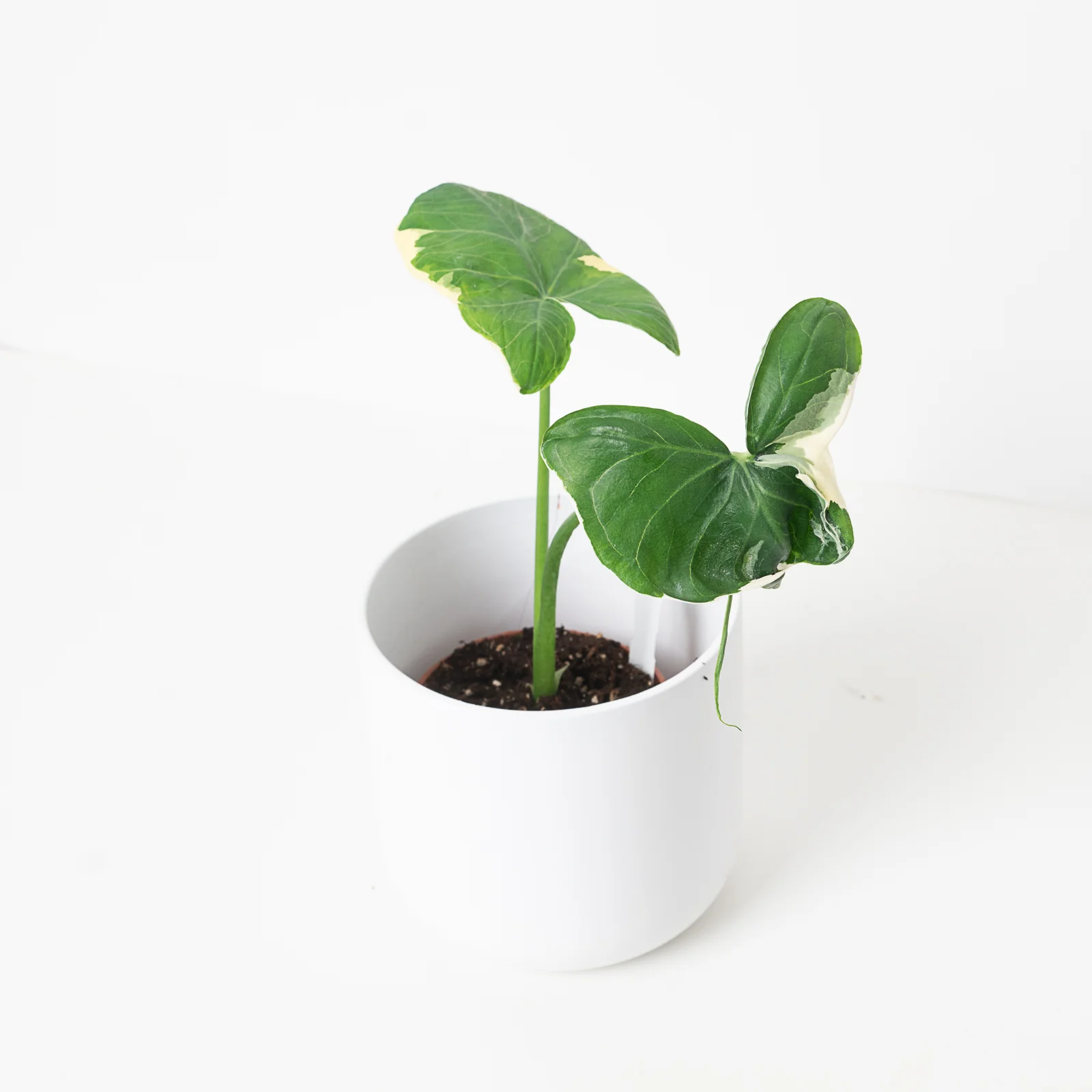 Xanthosoma Mickey Mouse | Alocasia Mickey Mouse - Image 3