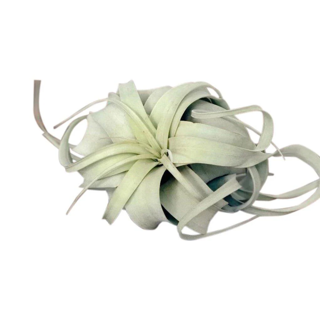 Xerographica Air Plant - Image 2