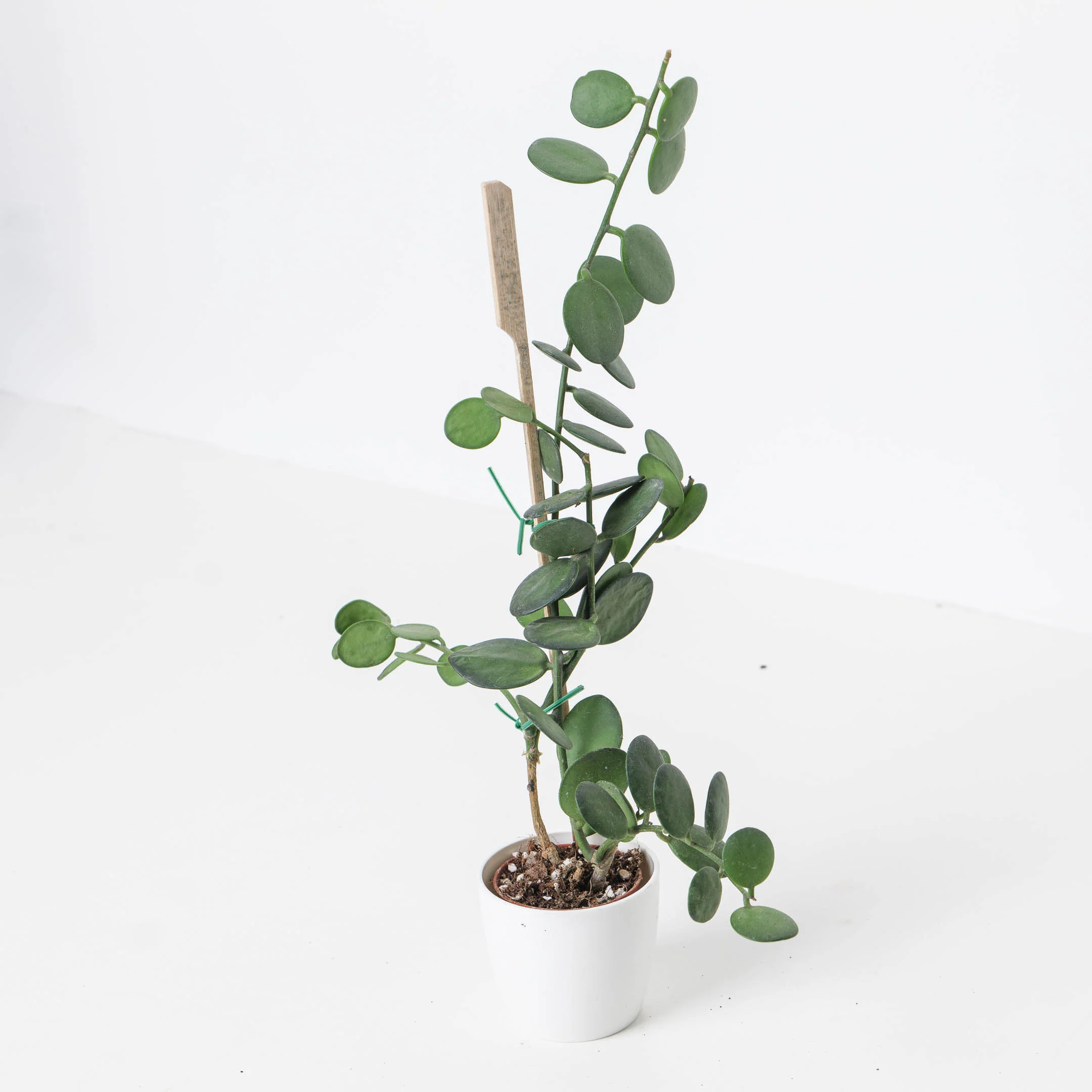 Xerosicyos danguyi | Nickel Plant | Silver Dollar Vine