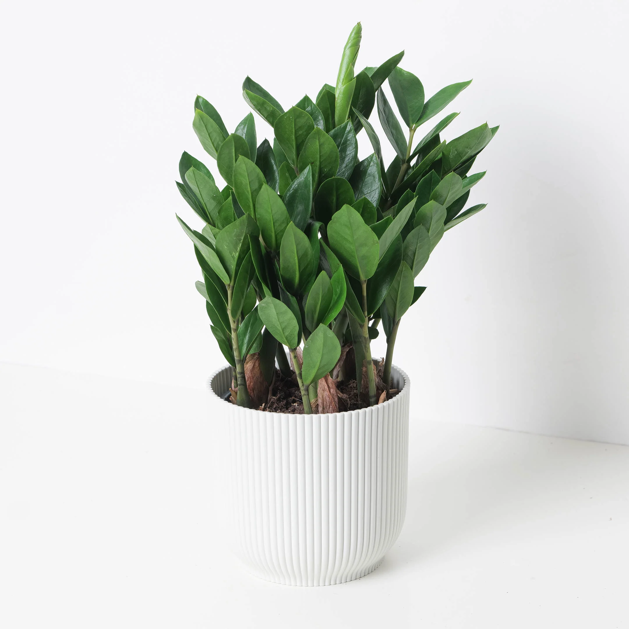 Zamioculcas Zamiifolia | ZZ Plant