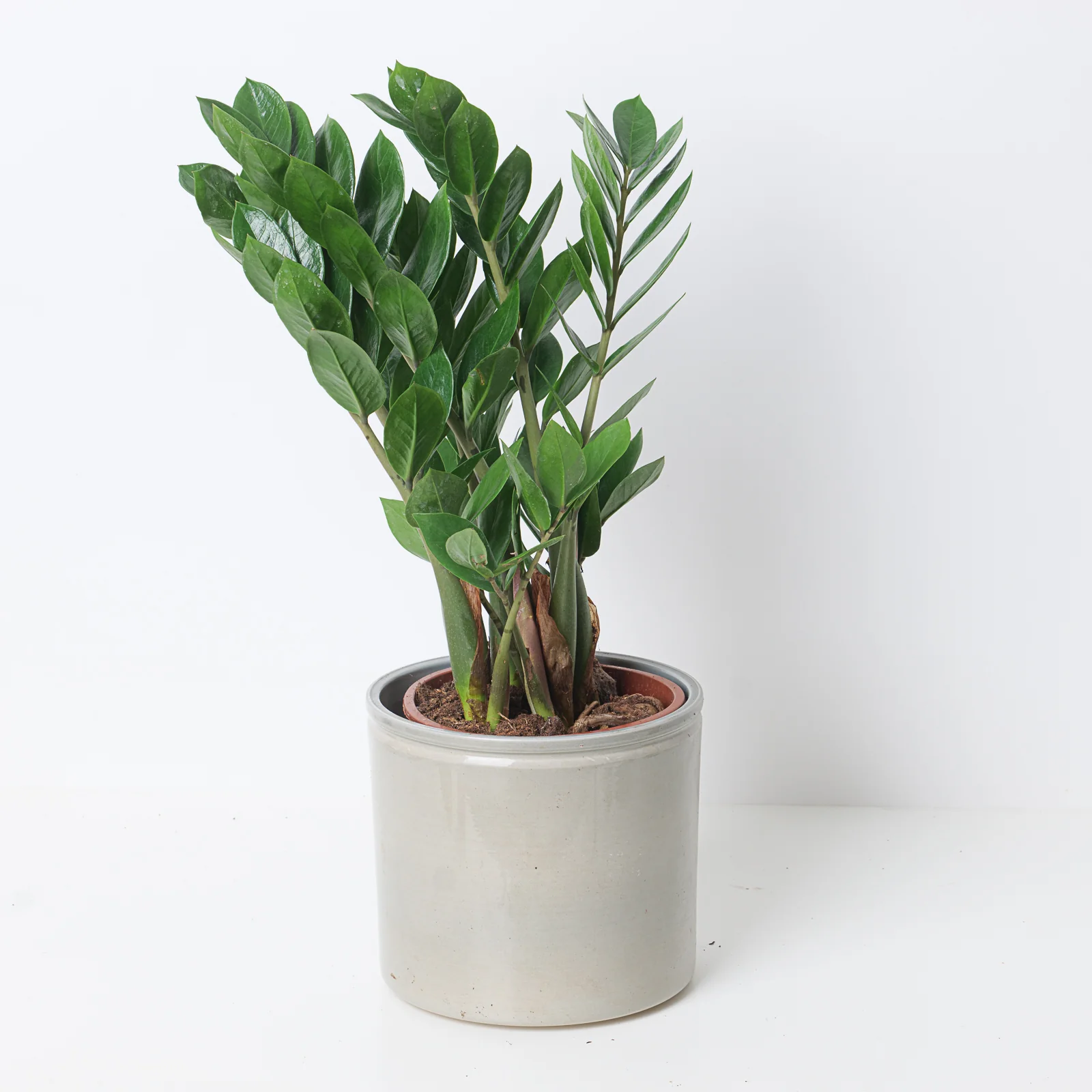 Zamioculcas Zamiifolia | ZZ Plant - Image 2