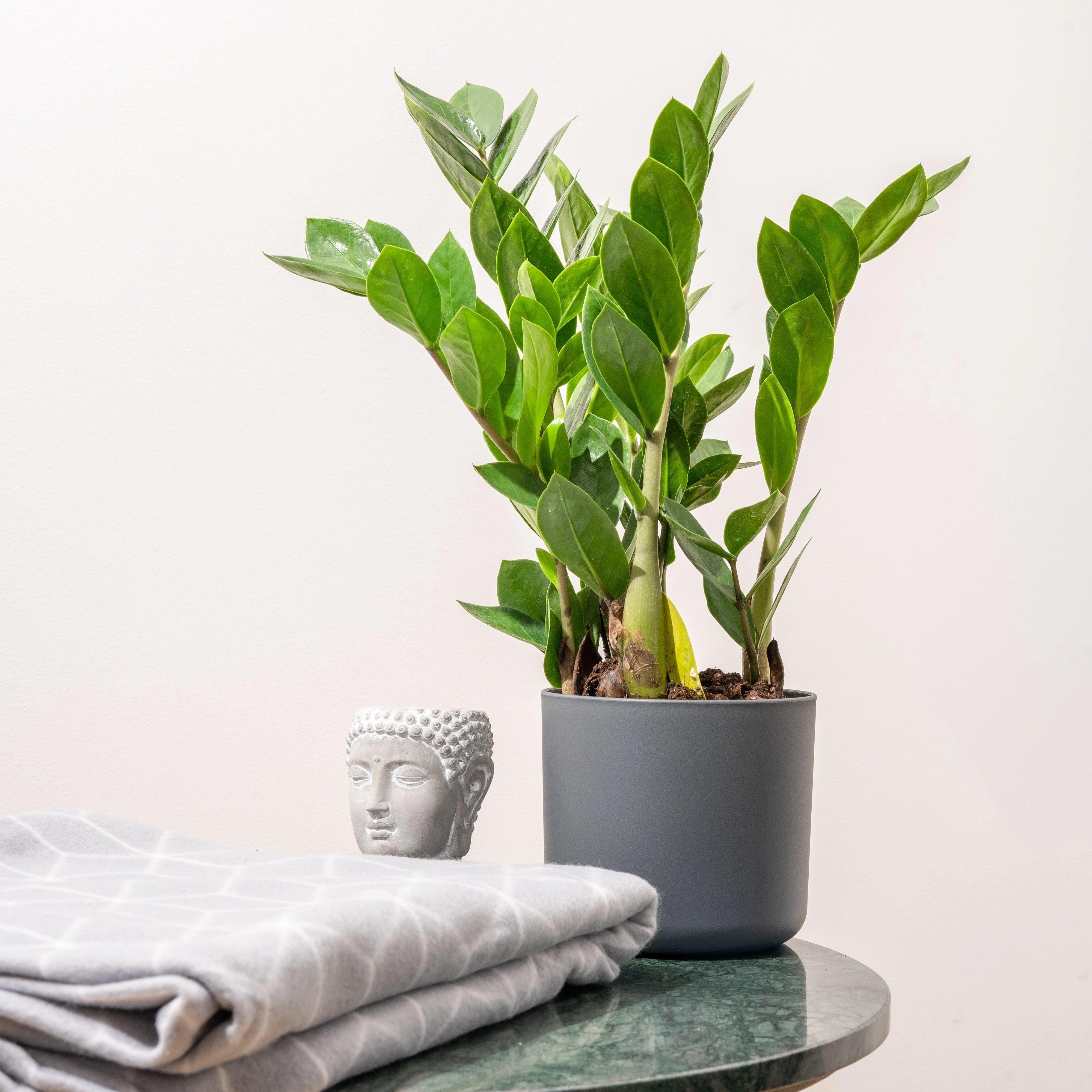 Zamioculcas Zamiifolia | ZZ Plant - Image 3