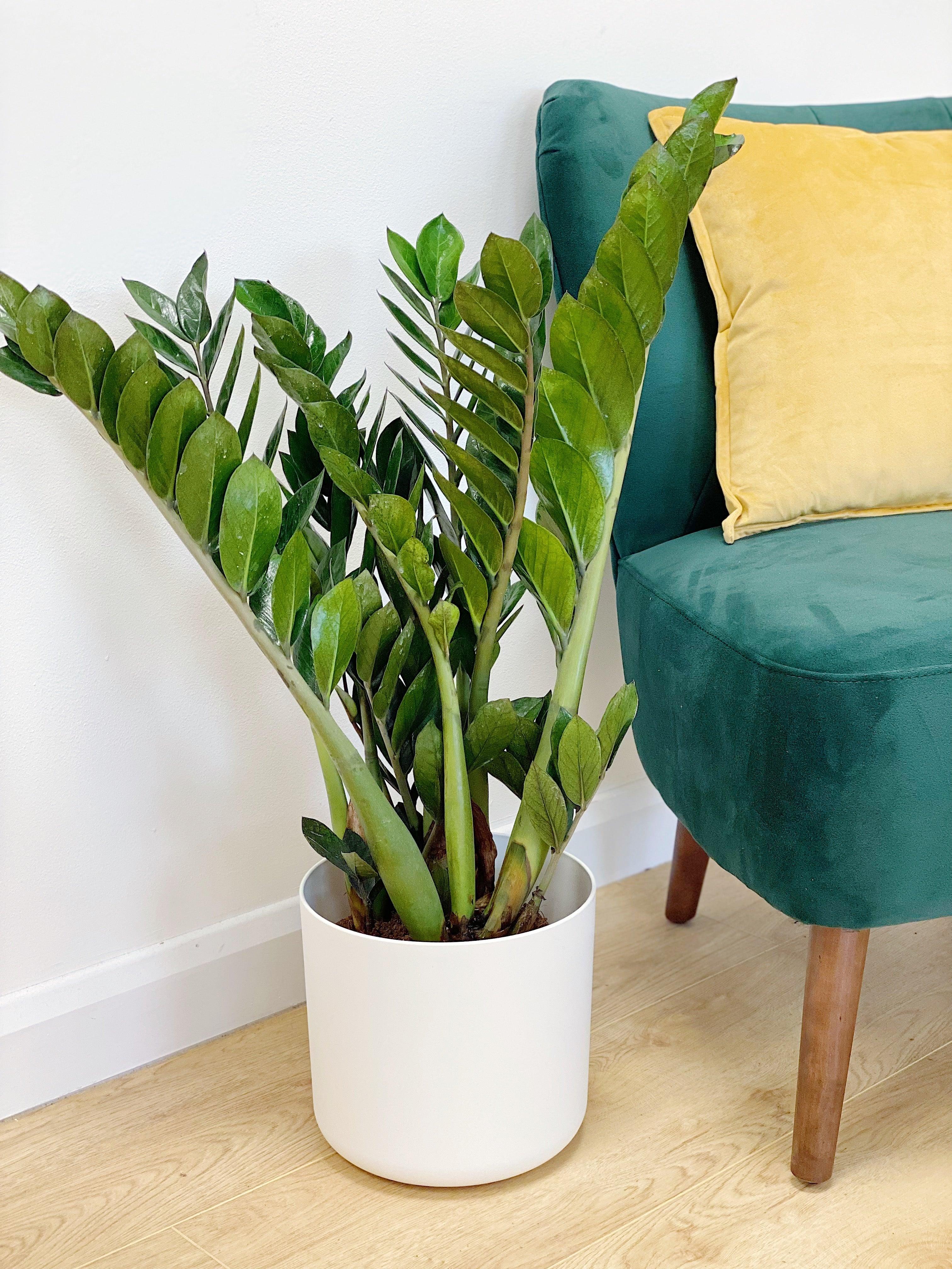 Zamioculcas Zamiifolia | ZZ Plant - Image 4