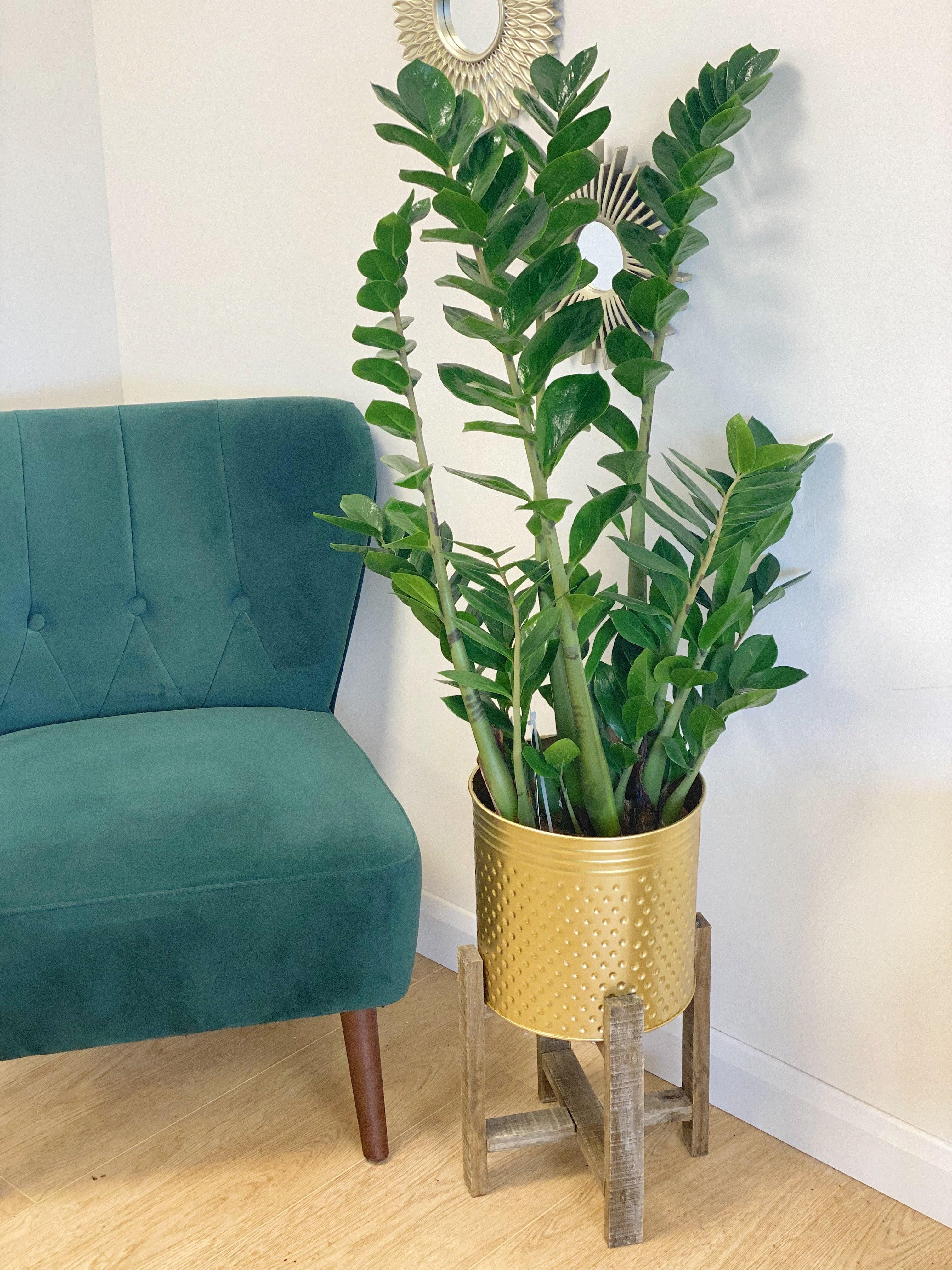 Zamioculcas Zamiifolia | ZZ Plant - Image 5