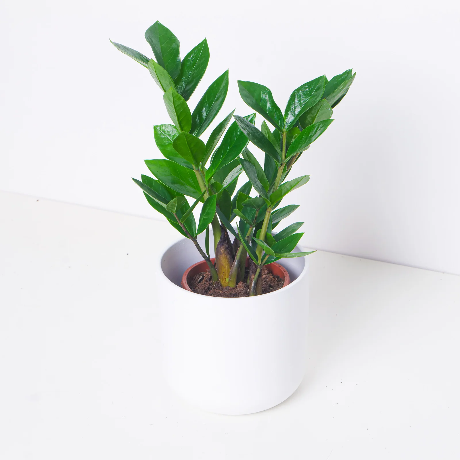 Zamioculcas Zamiifolia | ZZ Plant - Image 6