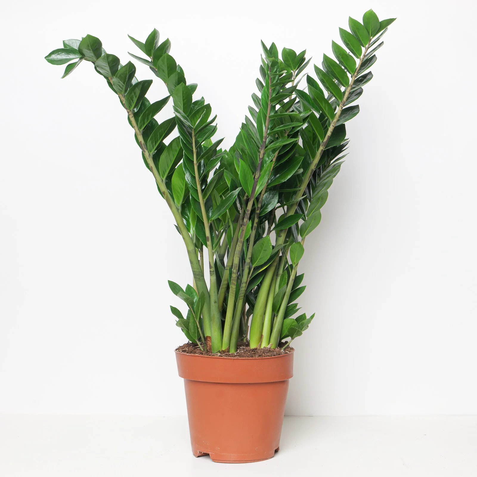 Zamioculcas Zamiifolia | ZZ Plant - Image 7